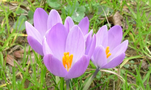 Saffron of San Gimignano