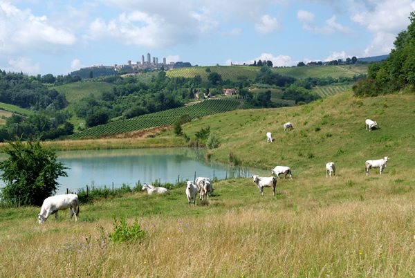 Fattoria Poggio Alloro