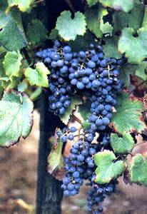 Foto di un grappolo d'uva in relazione alla produzione vitivinicola di San Gimignano